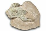 Bargain, Fossil Oreodont Skull - South Dakota #243584-1